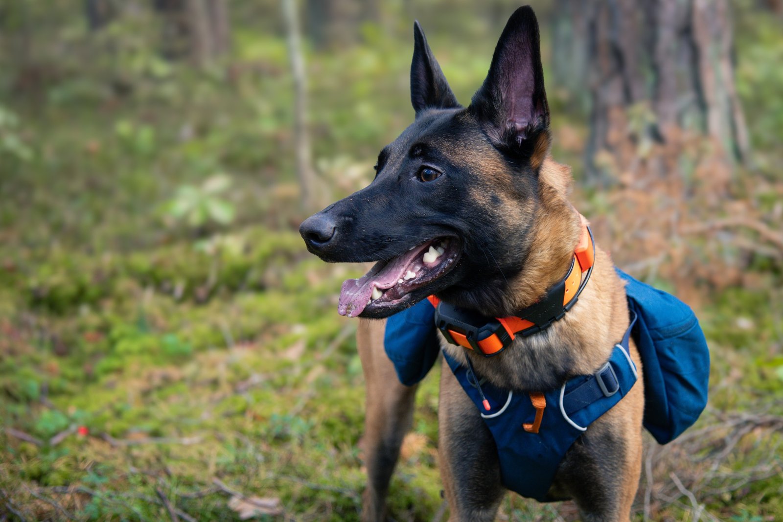 Gyvenimo būdo blogas: spalis 2024